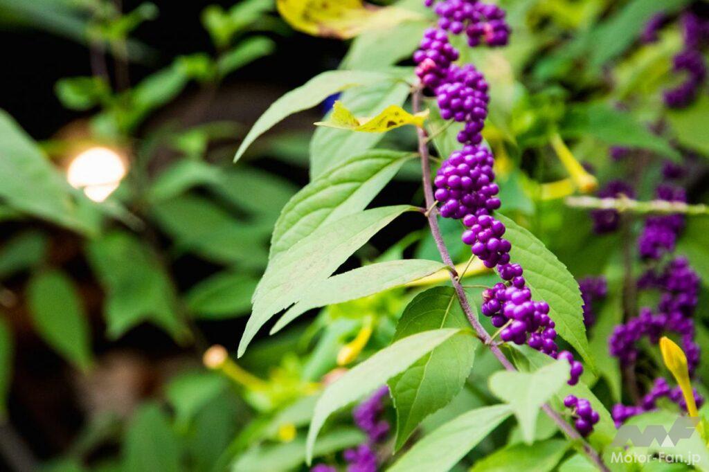 「木とコーヒーの薫りが漂うログハウスカフェ【東京・奥多摩ツーリング／第十四回　あきる野　きりんかん】」の5枚目の画像