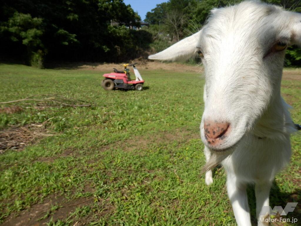 「新メンバー「エンジン付きヤギ」を投入。休耕地をカブで走り回る、４年目｜休耕地スクランブル♯06」の15枚目の画像