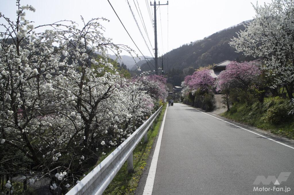 「【埼玉県小川町】バイクで行きたいツーリングスポット｜咲き誇る満開の花々が、春の訪れを伝えてくれる。」の2枚目の画像