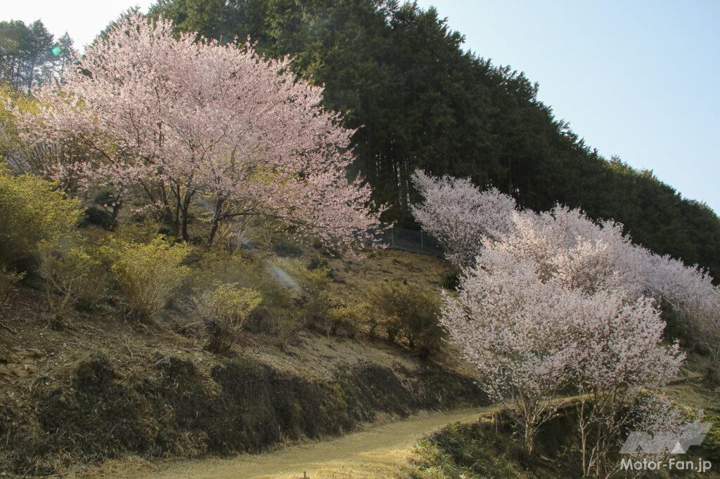 「【埼玉県小川町】バイクで行きたいツーリングスポット｜咲き誇る満開の花々が、春の訪れを伝えてくれる。」の6枚目の画像