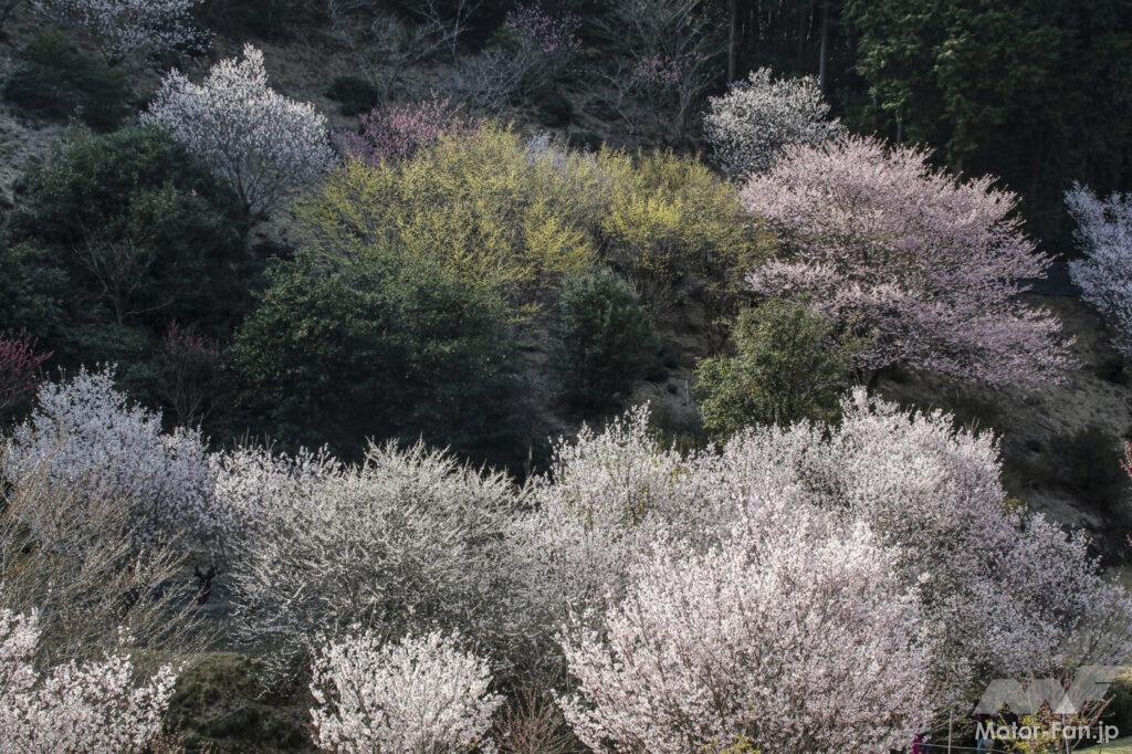 「【埼玉県小川町】バイクで行きたいツーリングスポット｜咲き誇る満開の花々が、春の訪れを伝えてくれる。」の1枚目の画像