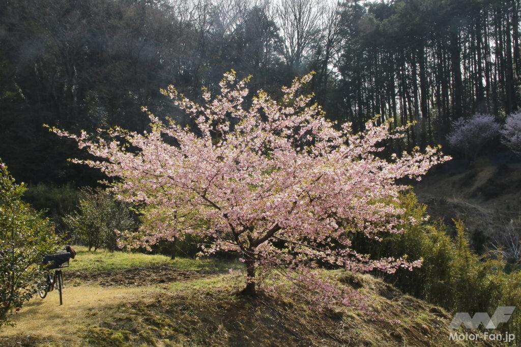 「【埼玉県小川町】バイクで行きたいツーリングスポット｜咲き誇る満開の花々が、春の訪れを伝えてくれる。」の3枚目の画像