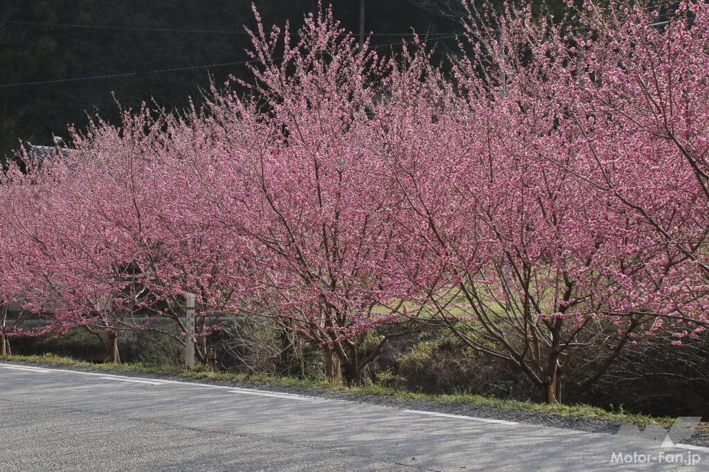 「【埼玉県小川町】バイクで行きたいツーリングスポット｜咲き誇る満開の花々が、春の訪れを伝えてくれる。」の4枚目の画像