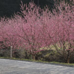 【埼玉県小川町】バイクで行きたいツーリングスポット｜咲き誇る満開の花々が、春の訪れを伝えてくれる。 - moto_1037