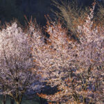 「【福島県北塩原村】バイクで行きたいツーリングスポット｜咲き誇る「桜」に誘われて春を満喫。」の6枚目の画像ギャラリーへのリンク