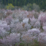 「【福島県北塩原村】バイクで行きたいツーリングスポット｜咲き誇る「桜」に誘われて春を満喫。」の4枚目の画像ギャラリーへのリンク