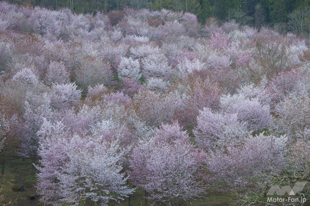 「【福島県北塩原村】バイクで行きたいツーリングスポット｜咲き誇る「桜」に誘われて春を満喫。」の9枚目の画像