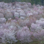 「【福島県北塩原村】バイクで行きたいツーリングスポット｜咲き誇る「桜」に誘われて春を満喫。」の9枚目の画像ギャラリーへのリンク