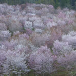 「【福島県北塩原村】バイクで行きたいツーリングスポット｜咲き誇る「桜」に誘われて春を満喫。」の3枚目の画像ギャラリーへのリンク