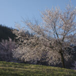 「【福島県北塩原村】バイクで行きたいツーリングスポット｜咲き誇る「桜」に誘われて春を満喫。」の5枚目の画像ギャラリーへのリンク