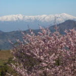 「【福島県北塩原村】バイクで行きたいツーリングスポット｜咲き誇る「桜」に誘われて春を満喫。」の2枚目の画像ギャラリーへのリンク