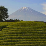 「【静岡県富士市】バイクで行きたいツーリングスポット｜茶畑の向こうに富士山を望む。」の1枚目の画像ギャラリーへのリンク