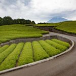 「【静岡県富士市】バイクで行きたいツーリングスポット｜茶畑の向こうに富士山を望む。」の3枚目の画像ギャラリーへのリンク