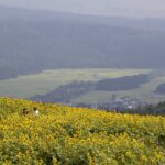 「【福島県喜多方市】バイクで行きたいツーリングスポット｜スキー場に咲く圧巻のひまわり」の5枚目の画像ギャラリーへのリンク