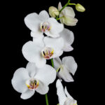 ロールス・ロイスに蘭が咲く。世界唯一の「ファントム オーキッド」はボディカラーも一品物 - White Orchid on a black background