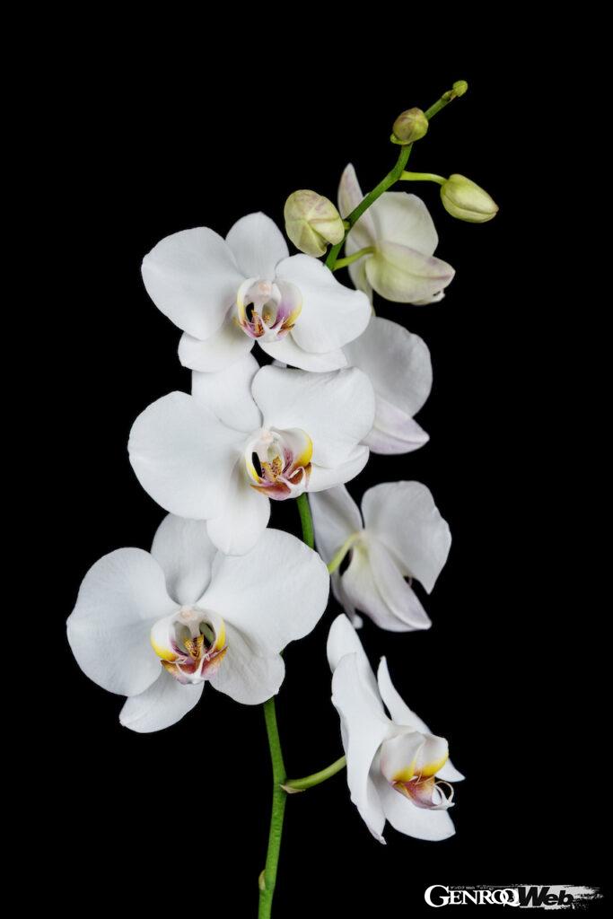 「ロールス・ロイスに蘭が咲く。世界唯一の「ファントム オーキッド」はボディカラーも一品物」の6枚目の画像