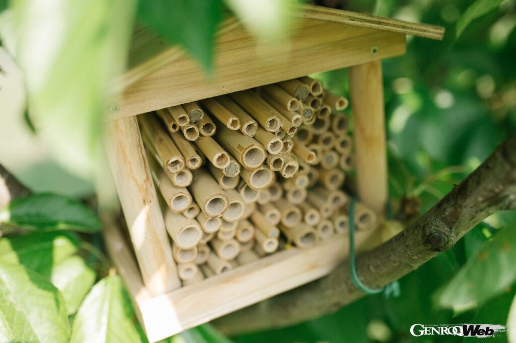 「60万匹のミツバチを飼育してきたランボルギーニが「世界蜂の日」に研究情報を公開」の1枚目の画像