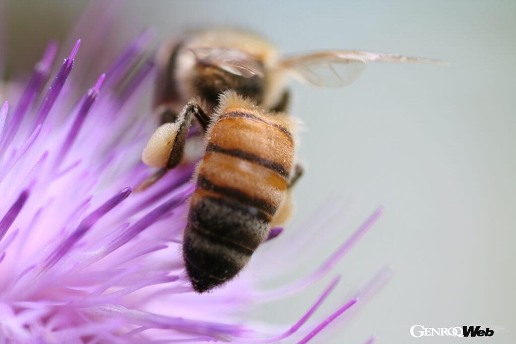 「60万匹のミツバチを飼育してきたランボルギーニが「世界蜂の日」に研究情報を公開」の2枚目の画像