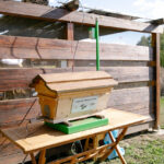 60万匹のミツバチを飼育してきたランボルギーニが「世界蜂の日」に研究情報を公開 - 20220523_lamborghini_Bee_40