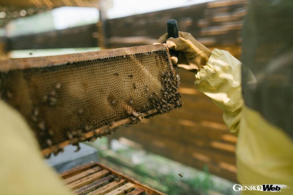 「60万匹のミツバチを飼育してきたランボルギーニが「世界蜂の日」に研究情報を公開」の7枚目の画像