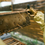 60万匹のミツバチを飼育してきたランボルギーニが「世界蜂の日」に研究情報を公開 - 20220523_lamborghini_Bee_41