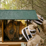 「60万匹のミツバチを飼育してきたランボルギーニが「世界蜂の日」に研究情報を公開」の9枚目の画像ギャラリーへのリンク