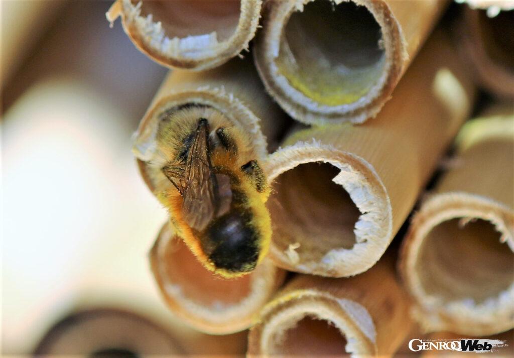 「60万匹のミツバチを飼育してきたランボルギーニが「世界蜂の日」に研究情報を公開」の10枚目の画像