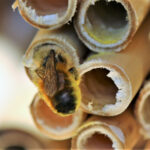 「60万匹のミツバチを飼育してきたランボルギーニが「世界蜂の日」に研究情報を公開」の10枚目の画像ギャラリーへのリンク