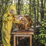 「60万匹のミツバチを飼育してきたランボルギーニが「世界蜂の日」に研究情報を公開」の11枚目の画像ギャラリーへのリンク