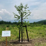 「北海道美瑛町に「美瑛×NISSANブルー・スイッチの森」が誕生！誕生を記念してシンボルツリーが植樹される」の3枚目の画像ギャラリーへのリンク