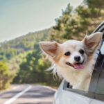 「愛犬や愛猫とのドライブを楽しむために！気をつけてあげたい5つのこと」の5枚目の画像ギャラリーへのリンク
