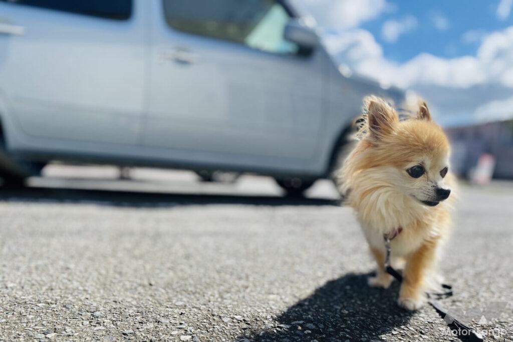 「愛犬や愛猫とのドライブを楽しむために！気をつけてあげたい5つのこと」の7枚目の画像