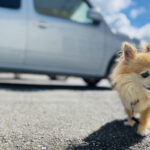 「愛犬や愛猫とのドライブを楽しむために！気をつけてあげたい5つのこと」の7枚目の画像ギャラリーへのリンク