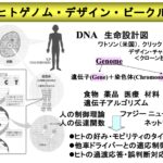 「ヒトゲノム・デザイン・ビ－クルとは？ 遺伝子アルゴリズムによる最適設計【シン自動車性能論】」の2枚目の画像ギャラリーへのリンク