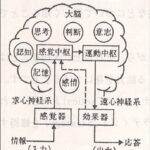 「高齢化社会は自動運転を期待【シン自動車性能論】　　　　」の1枚目の画像ギャラリーへのリンク