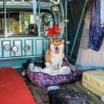 「荷台の布団はワンコの指定席！　愛犬と一緒に快適な軽トラキャンプ」の5枚目の画像ギャラリーへのリンク