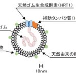 「住友ゴム： 天然ゴム生合成メカニズム解明につながる酵素評価方法を発明～埼玉大学、東北大学、金沢大学と協業～」の4枚目の画像ギャラリーへのリンク