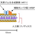 「住友ゴム： 天然ゴム生合成メカニズム解明につながる酵素評価方法を発明～埼玉大学、東北大学、金沢大学と協業～」の3枚目の画像ギャラリーへのリンク