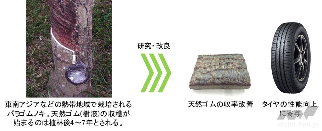 「住友ゴム：天然ゴムの品種改良につながる実験に成功」の1枚目の画像