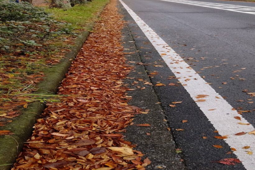 側溝に溜まっているりさー