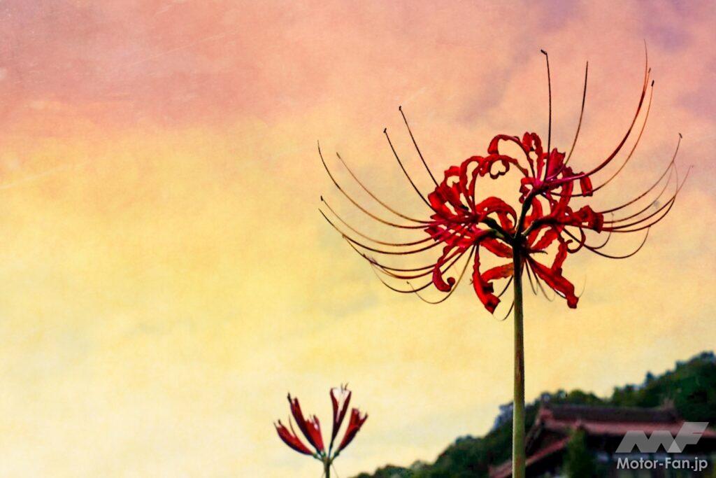 秋の夕暮れ、彼岸花の写真