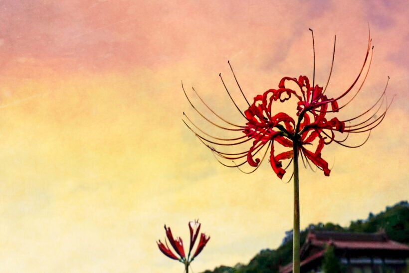 秋の夕暮れ、彼岸花の写真