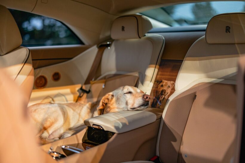 スペクター・ベイリーの室内でまどろむ 犬のBailey。