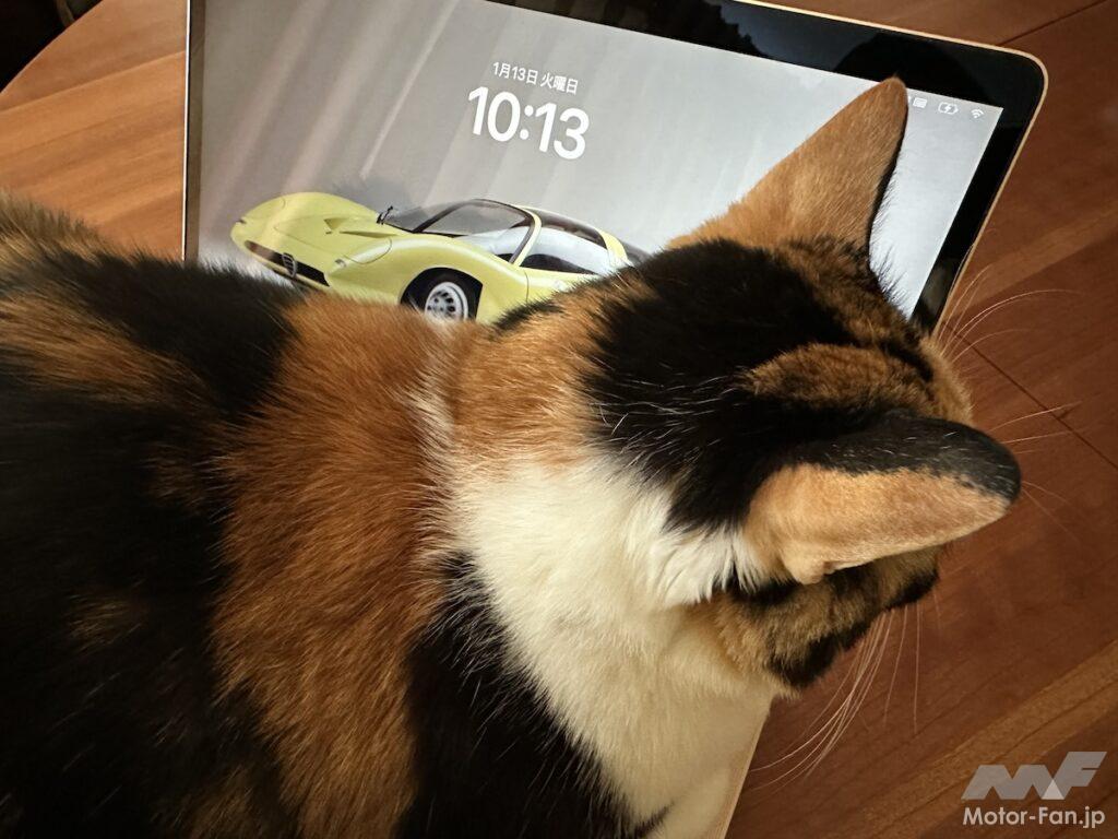 愛猫のモモ