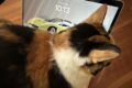 愛猫のモモ