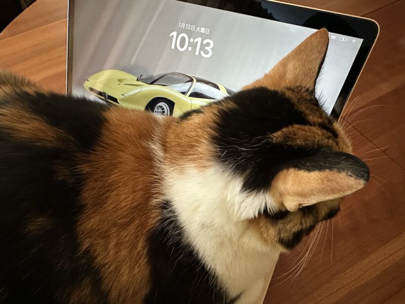 愛猫のモモ