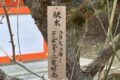 北野天満宮に献木した梅の木。10年目。