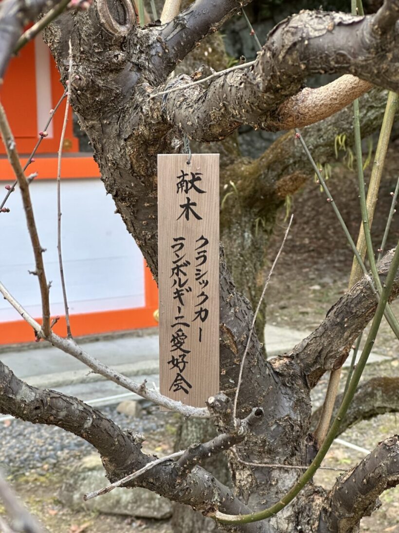 北野天満宮に献木した梅の木。10年目。