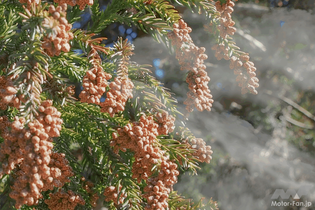 スギ花粉