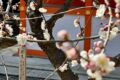 北野天満宮にて